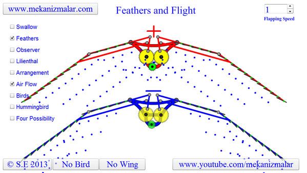 Air Flow under the Bird