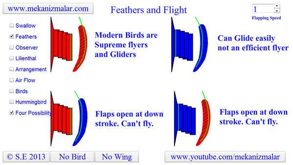 Four Possiblity for Feather Arrangement