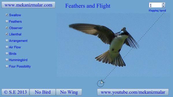 Tree Swallow open flaps